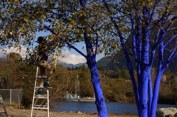 The blue trees in Squamish. Photo: Darryl Schwanke