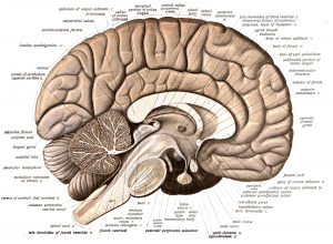 internal view of the brain